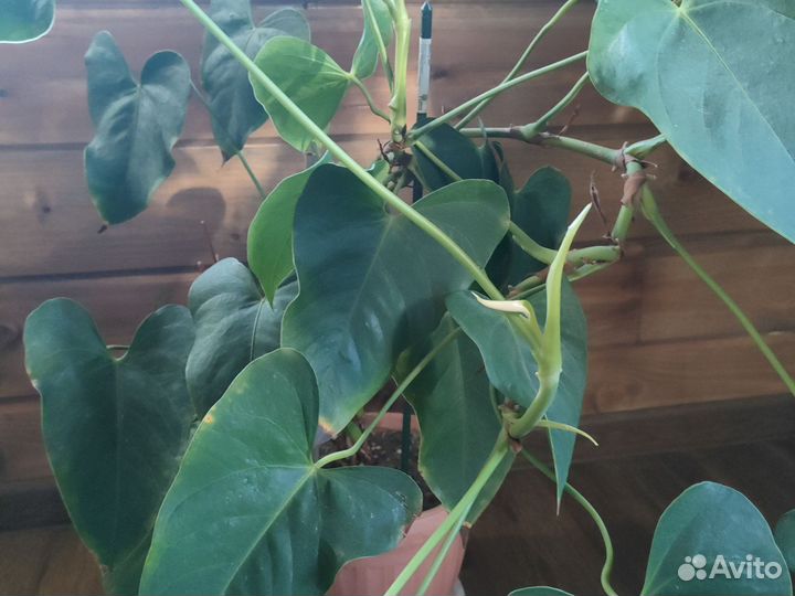 Комнатные цветы