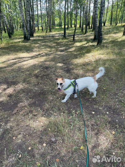 Маленькая собака