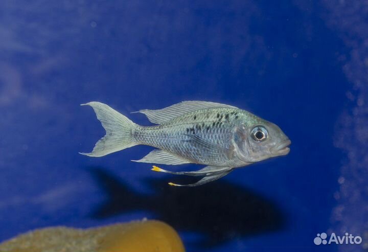 Танганьика