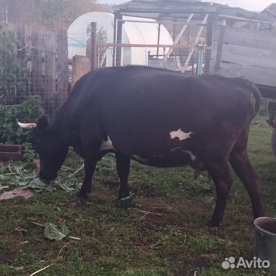 Корова дойная 2 отела