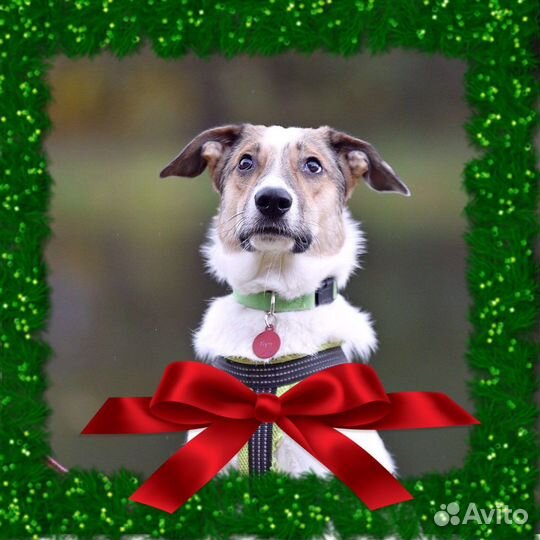 Собака в добрые руки