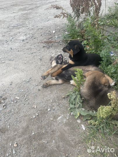 Собаки щенки бесплатно