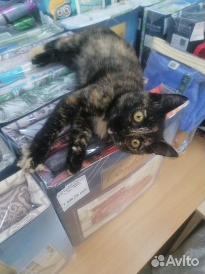 Необычайно ласковая котенок девочка