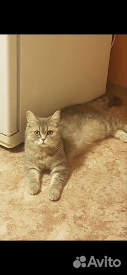 Британский котёнок