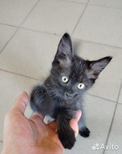 Котик в добрые руки