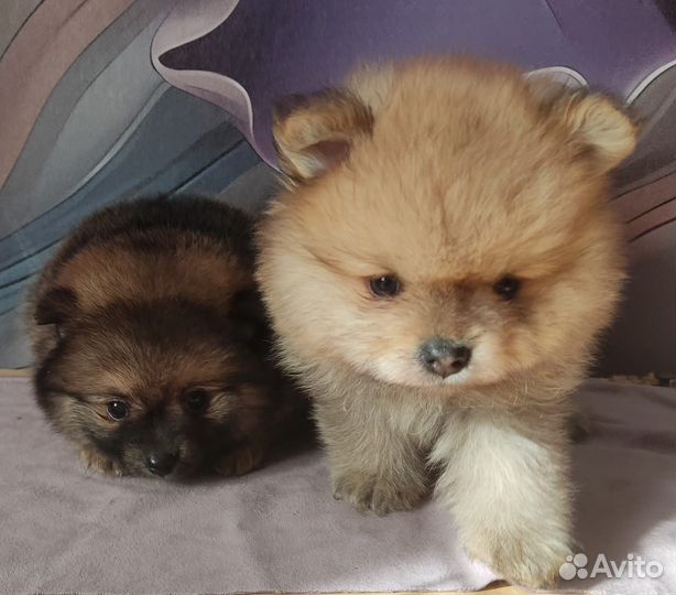 Померанский шпиц