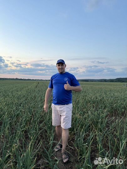 Чеснок озимый на посадку