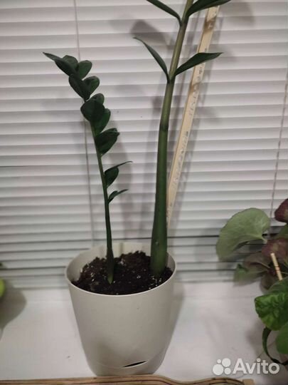 Замиокулькас