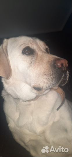 Вязка лабрадор девочка