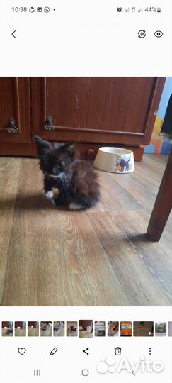 Кошечка и котик