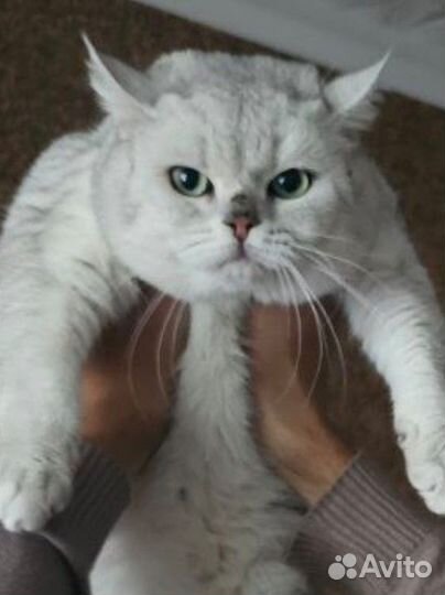 Шотландская