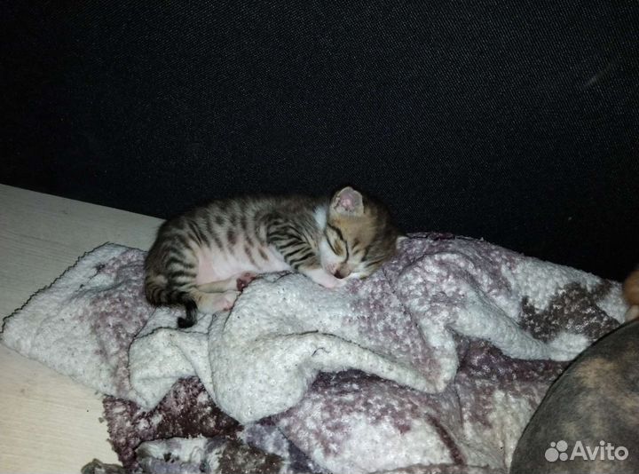 Канадский сфинкс