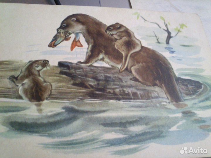 Открытки 1956-57 годов,1965