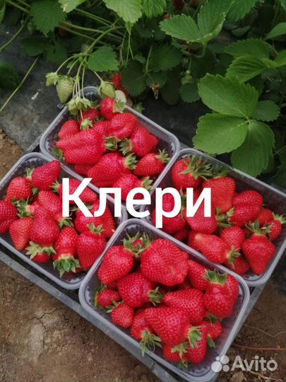 Рассада Саженцы Клубники