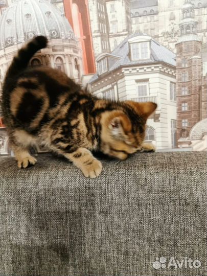 Британские котята