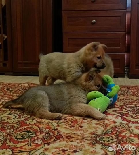 Продам щенков помесь карело-финской лайки