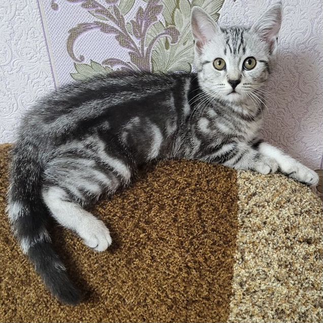 Шотландский прямоухий короткошёрстный котёнок