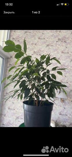 Комнатные цветы