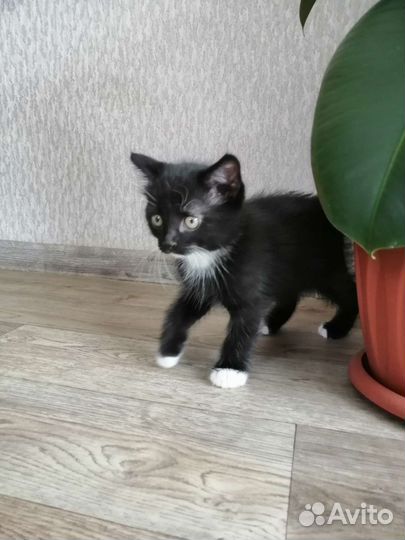 Черный котенок бесплатно