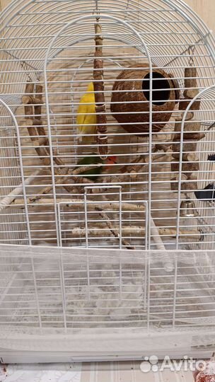 Попугай неразлучники с клеткой