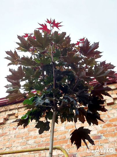 Саженцы клена красный Кримсон Сентри
