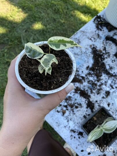 Фикус бенджамина традесканция