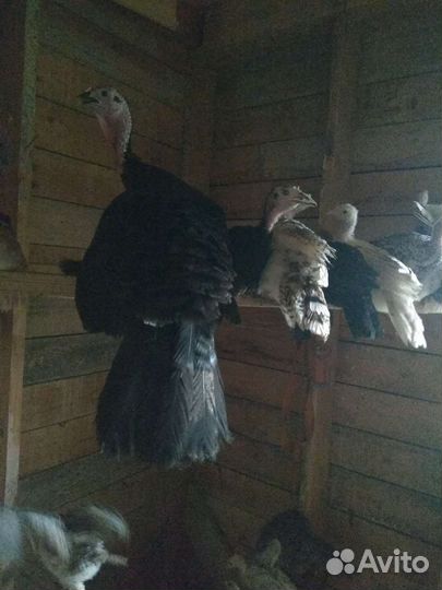 Индюшата подрощенные