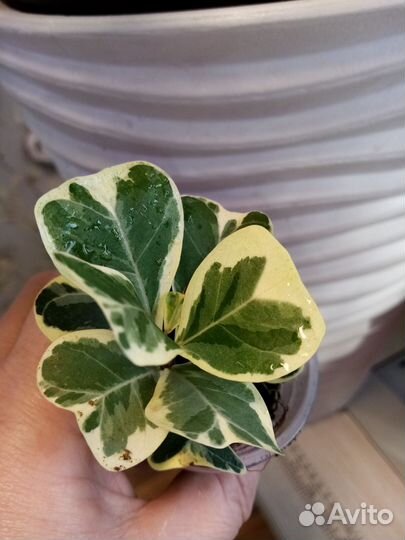 Фикус триангулярис