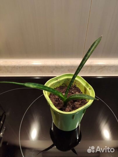 Сансевиерия цилиндрическая,mini