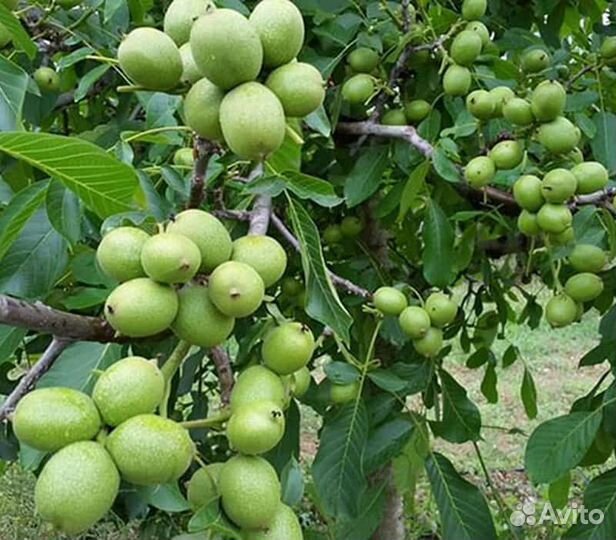 Зеленые грецкие орехи