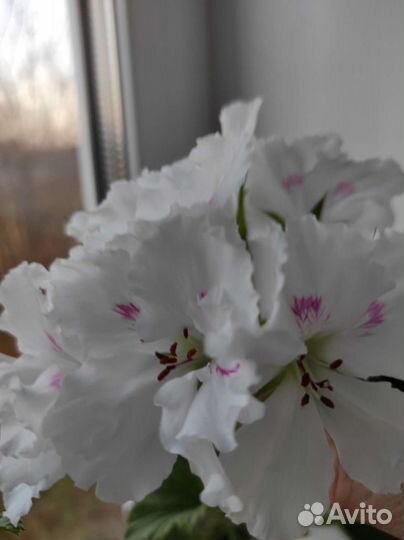 Королевская пеларгония, герани сортовые