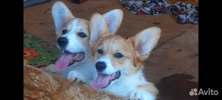 Девочка Вельш Корги