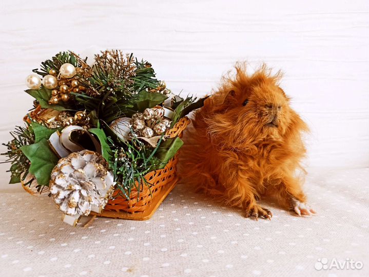 Морская свинка