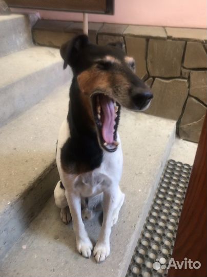 Фокстерьер вязка