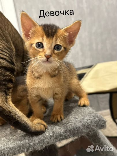 Абиссинские котята