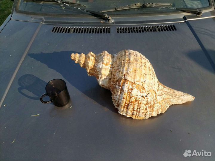 Большая морская раковина