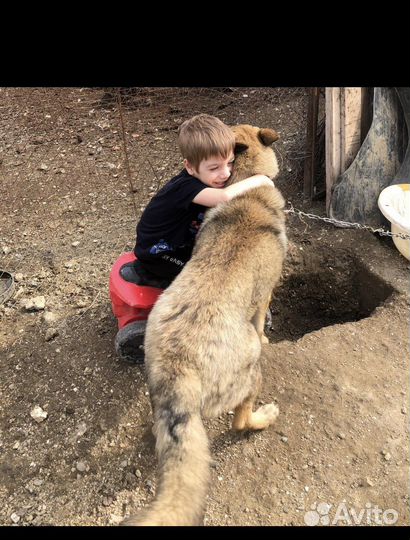 Щенок немецкой овчарки
