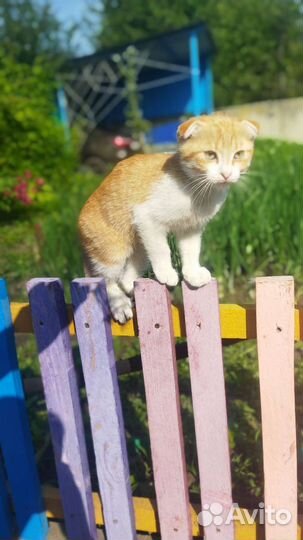Котята