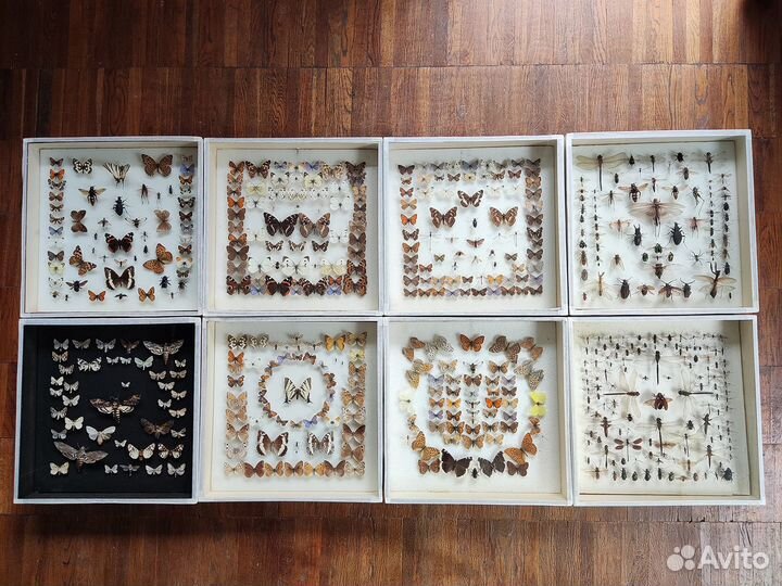 Коллекция бабочек и других насекомых