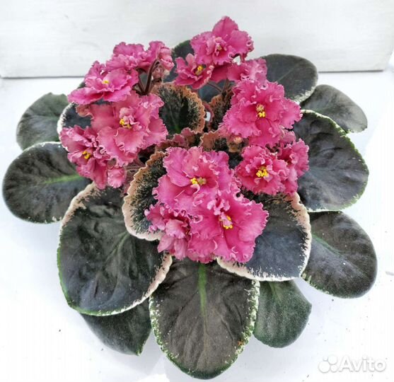 Фиалки сортовые (детки)