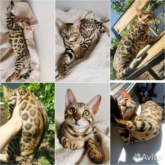 Бенгальские котята