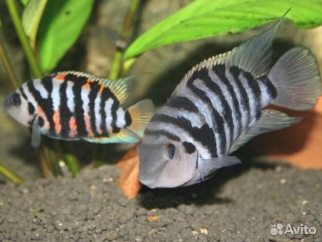 Рыбки Циклиды