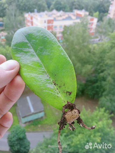 Замиокулькас, лист с корнем