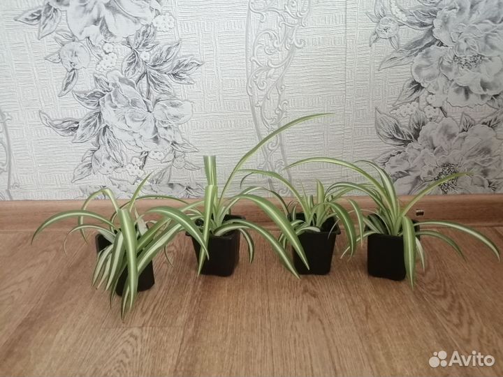 Комнатные цветы