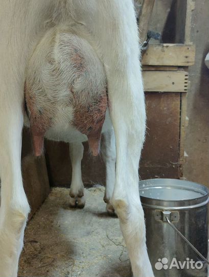 Козочка Ламанча