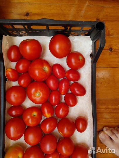 Помидоры домашние