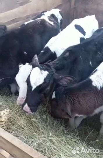 Телята бычки