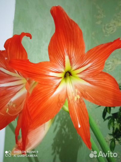 Гиппеаструм