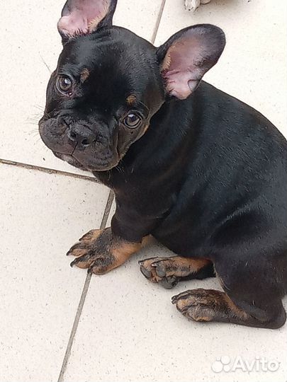 Шикарный малыш