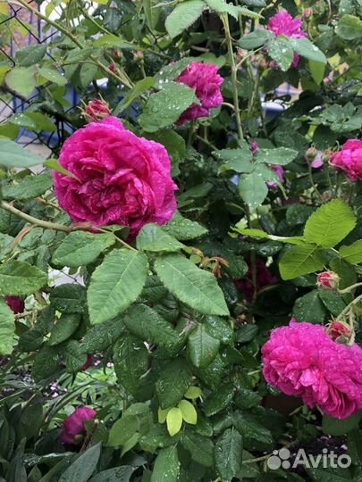 Роза уральская, махровая 2 шт